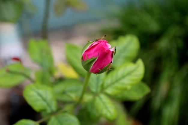 Botão de flor