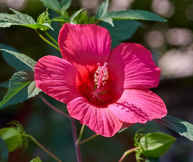 Botão de florescência de hibisco vermelho crescendo no jardim