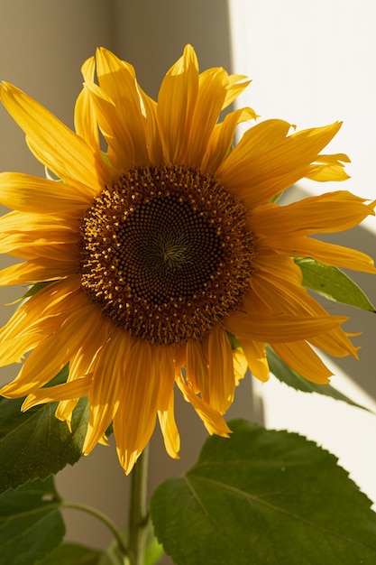 Foto botão de girassol em sombras estéticas de luz solar em fundo branco composição floral mínima