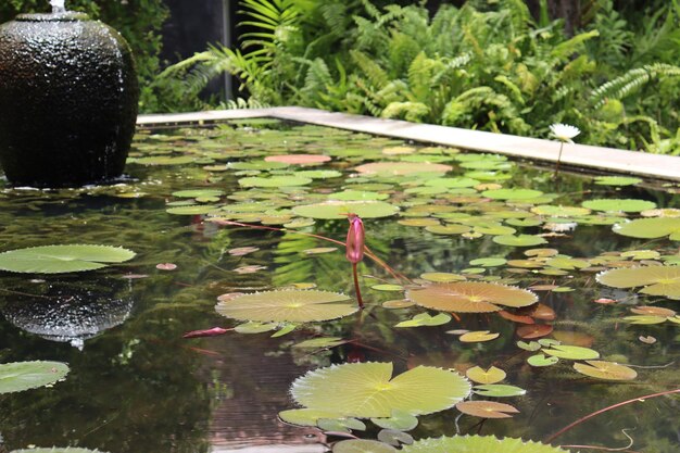 Botão de lótus vermelho do projeto do parque tropical na lagoa