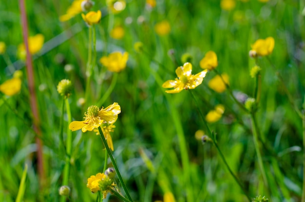 Botão-de-ouro do campo amarelo no período de floração