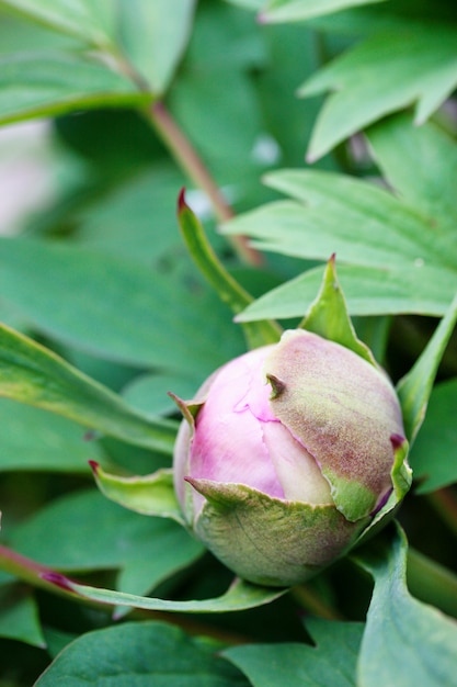 Botão de peônia rosa