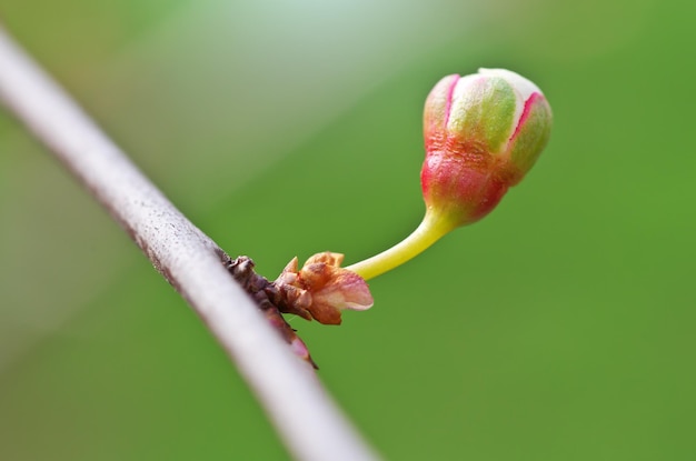 Foto botão de primavera da árvore. composição da natureza.