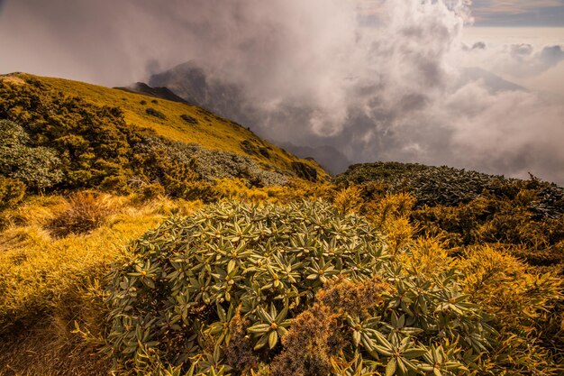 Foto botão de rododendro alpino da montanha de hehuan