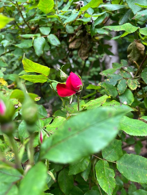 Botão de rosa botão de rosa com folhas