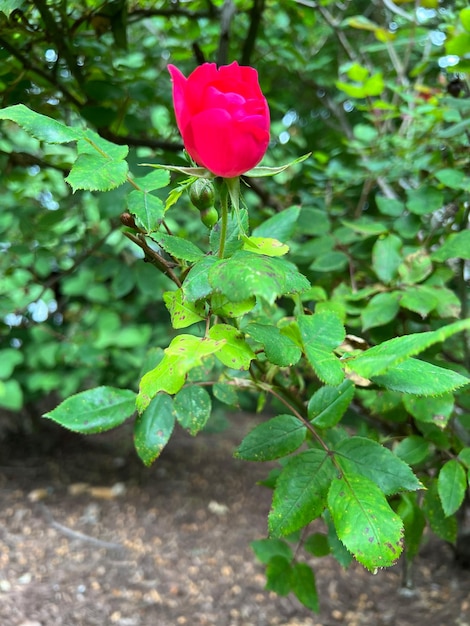 Botão de rosa Botão de rosa escarlate com folhas