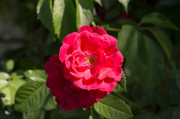 Botão de rosa em um fundo de folhas