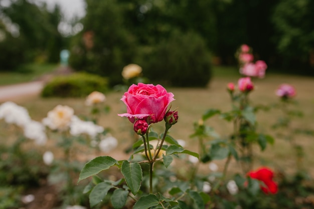 Foto botão de rosa no mato