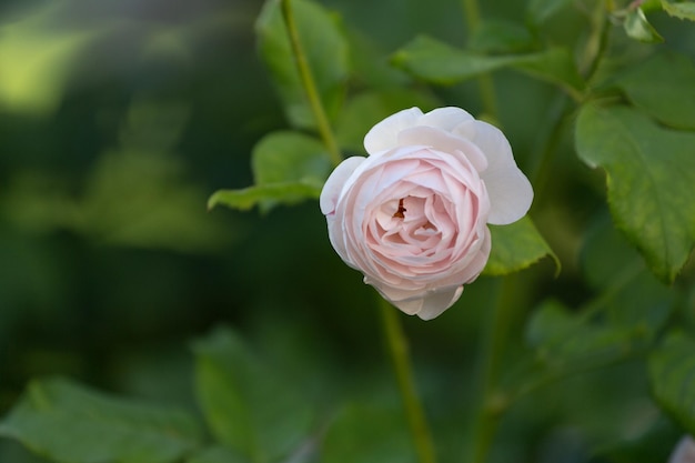 Botão de rosa peônia rosa sobre fundo verde frondoso