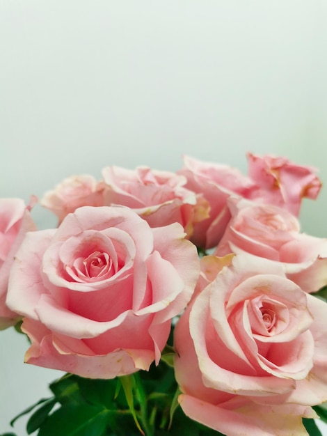 Botão de rosa rosa close-up. Bouquet em um fundo branco