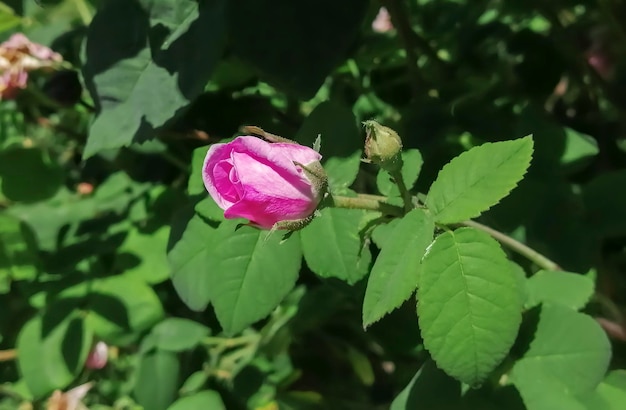 Botão de rosa rosa em um arbusto Uma rosa jovem floresce Floração de rosas na primavera