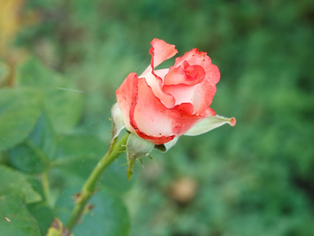 Botão de rosa vermelha com fundo natural verde turva