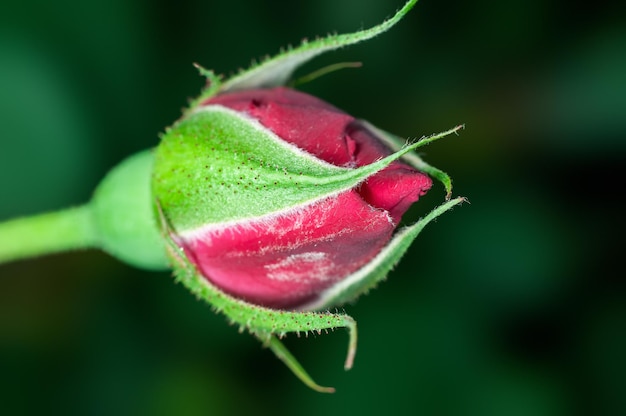 botão de rosa vermelha em verde