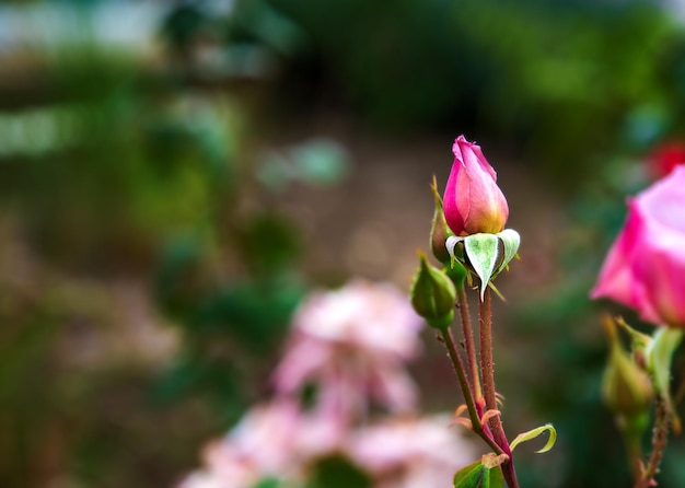 Botão de rosa vermelha no galho do jardim Florescendo rosas vermelhas no jardim Fundo floral
