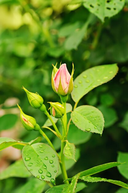 Botão de rosa