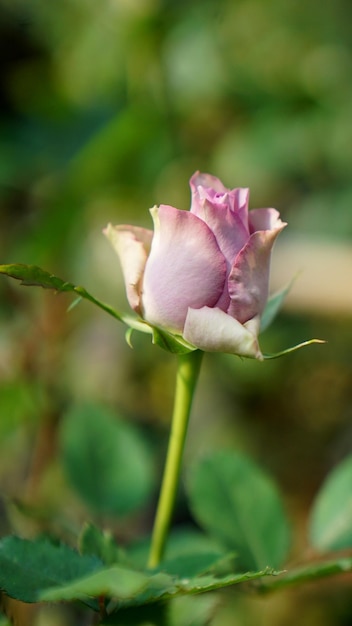 Botão de rosa