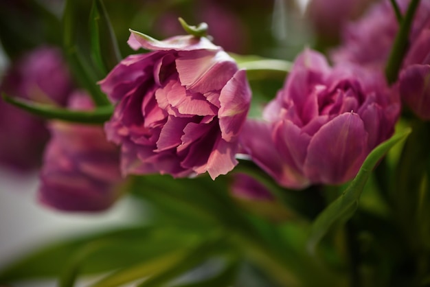 Botão de tulipa aberto de perto Foco suave