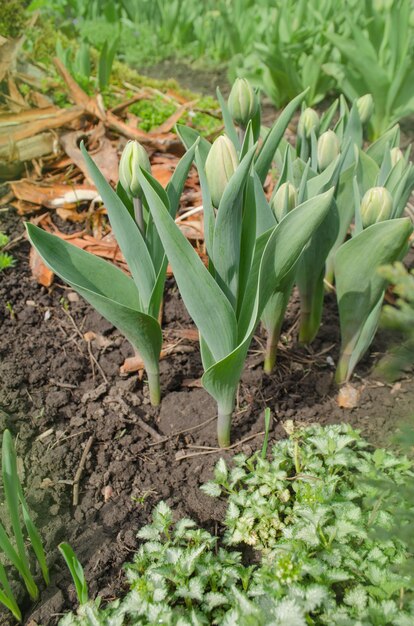 Botão de tulipa em fundo verde Botão de tulipa verde com folhas Crescendo de botão de tulipa