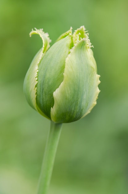 Botão de tulipa verde com licença