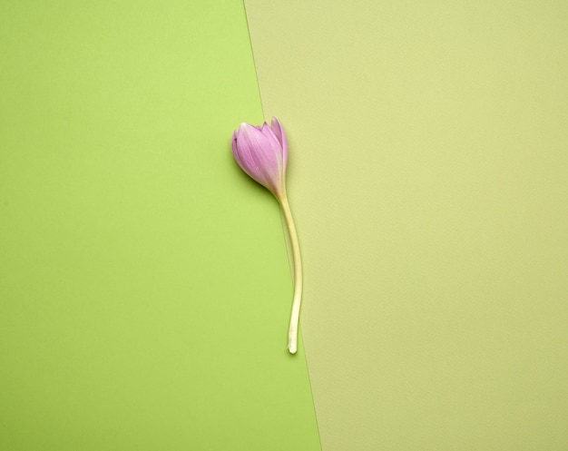 Botão de uma flor roxa de açafrão em uma haste longa