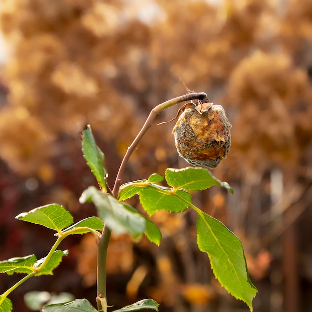 botão de uma rosa coberta de podridão cinzenta Jardinagem Doenças das flores