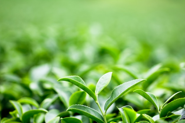 Botão do chá verde e folhas frescas. Plantações de chá.