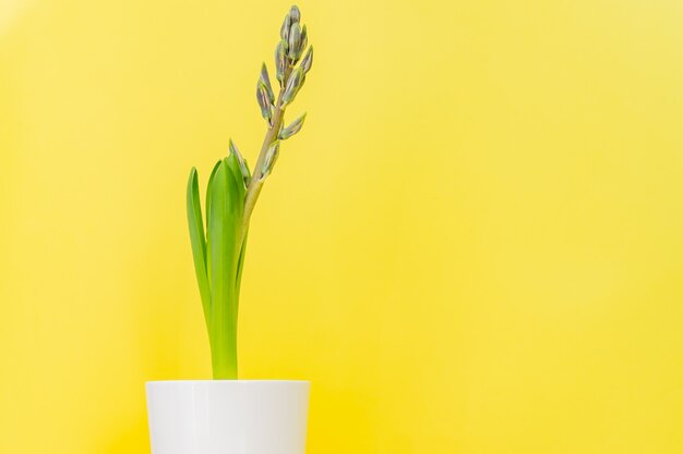 Botão fechado da flor azul do jacinto no potenciômetro cerâmico branco no fundo amarelo. copie o espaço.