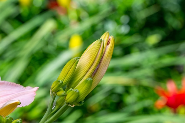 Botão fechado de flor de lírio em um fundo verde na fotografia de close-up de verão