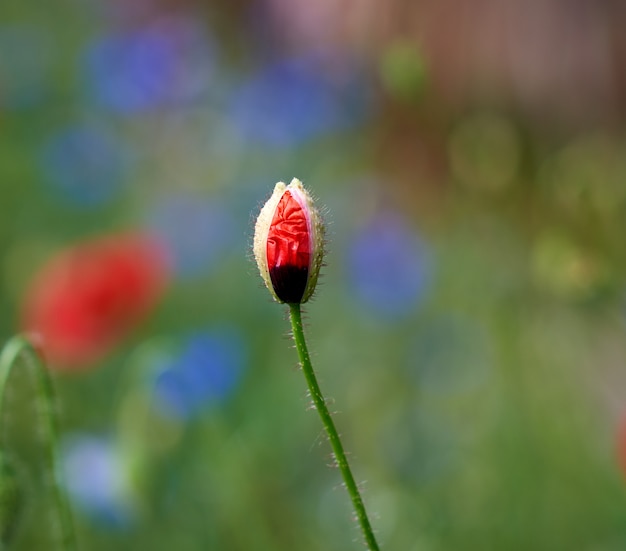 Botão fechado de papoula vermelha no campo, dia de primavera