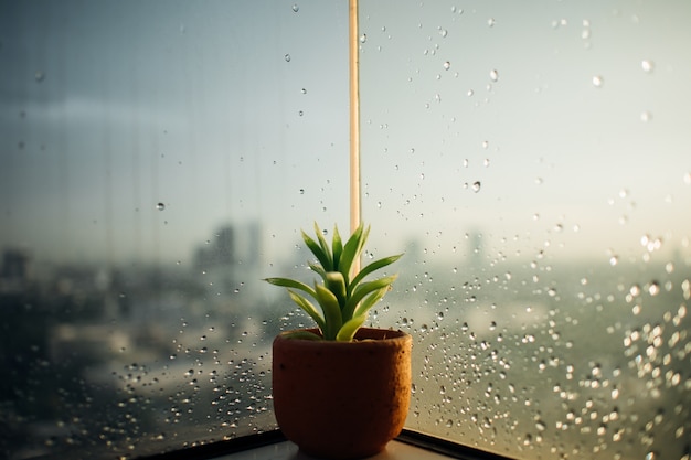 Bote pequeño de Haworthia en las ventanas lluviosas.