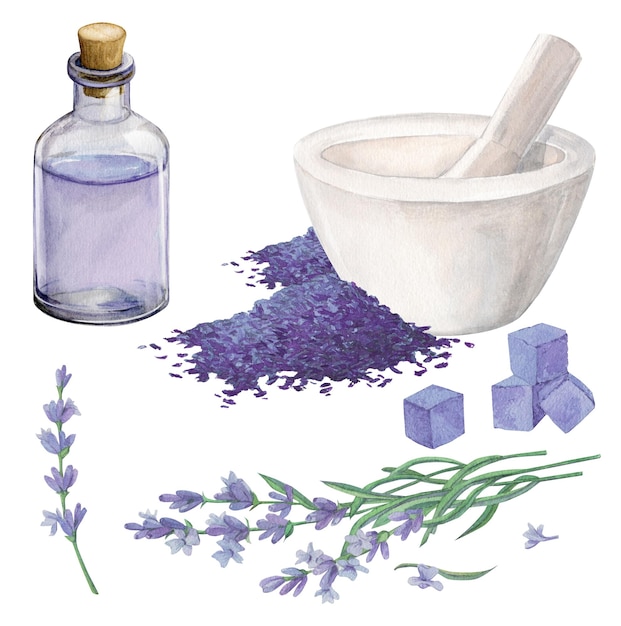 Botella de mortero sakha flores de lavanda Ilustración en acuarela