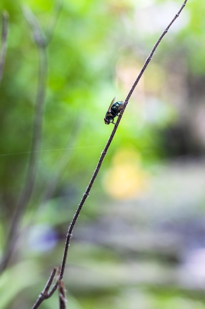 Una botella de mosca sentada sobre una rama de albahaca santa muerta de cerca en el jardín