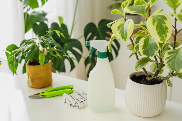 Botella de pulverización de pie cerca de peperomia en el fondo de trapo de plantas de interior y herramientas de tijeras de podar para