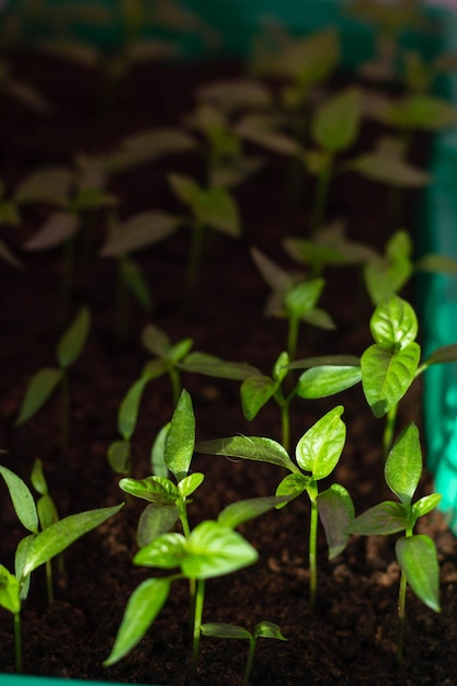 Una botella verde está en el fondo de una planta.