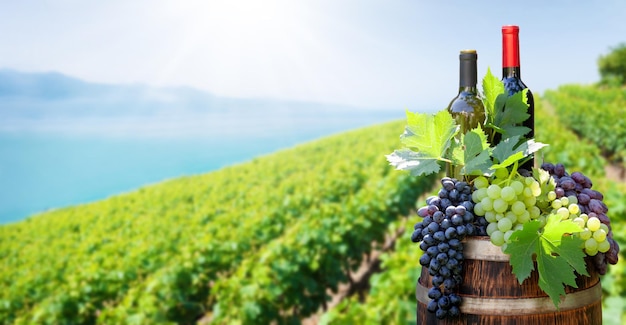 Botellas de vino tinto y blanco y uvas en tonel de vino