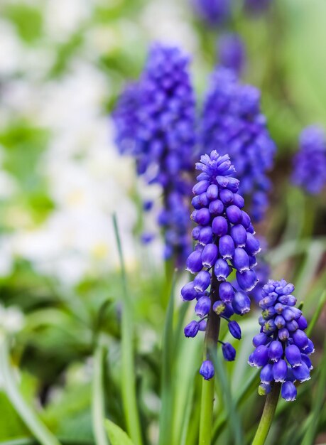 Botões azuis de flores muscari armeniacum ou jacinto de uva