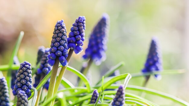 Botões azuis flores muscari armeniacum ou jacinto de uva