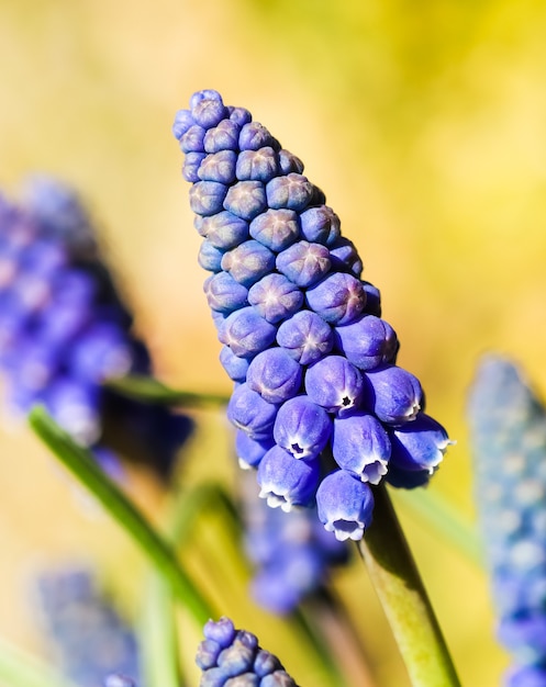 Botões azuis flores muscari armeniacum ou jacinto de uva