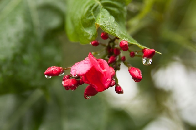 Botões cor de rosa com as gotas de chuva