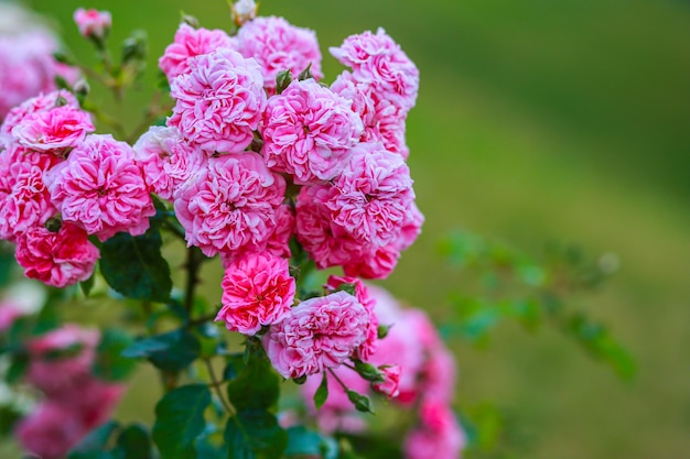 Botões cor de rosa de flores exuberantes em um fundo desfocado