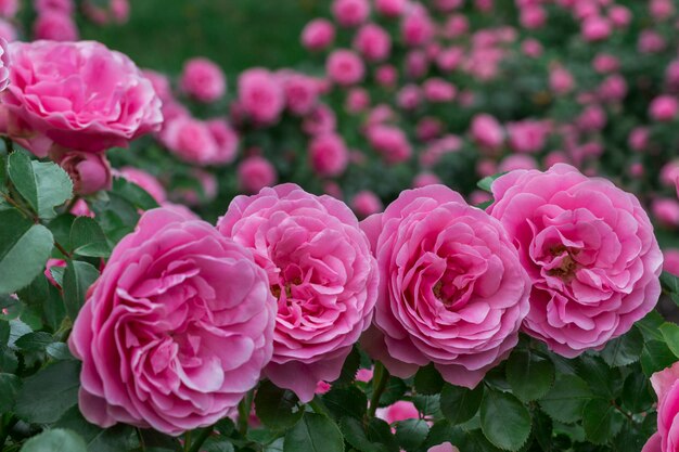 Botões cor de rosa de rosas cor de rosa. Fechar-se.