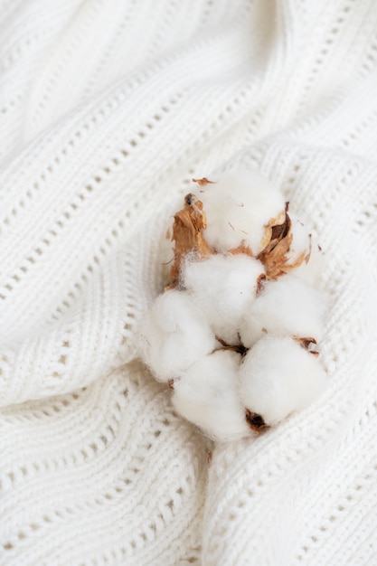 Foto botões de algodão cru em textura de algodão