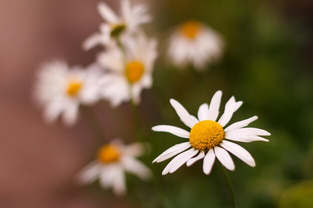 Botões de camomila no jardim com as mesmas flores borradas no fundo. Profundidade superficial de campo.