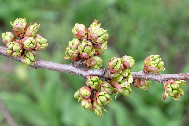 Botões de cereja doce florescem na primavera no jardim