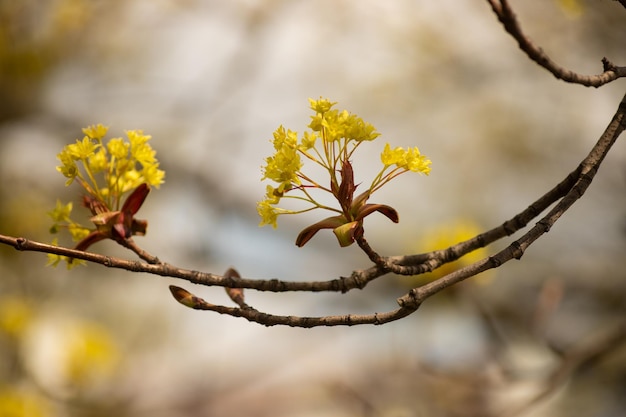 Botões de flores amarelas fecham