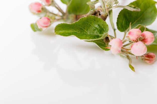 Botões de flores da macieira em um fundo branco