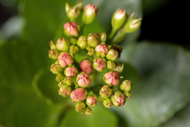 Botões de flores da planta Flaming Katy Red da espécie Kalanchoe blossfeldiana com foco seletivo