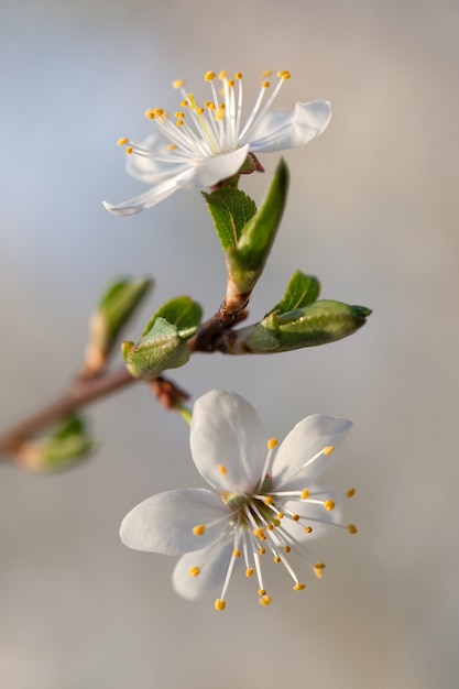 Foto botões de flores de ameixa selvagem no fundo cinza