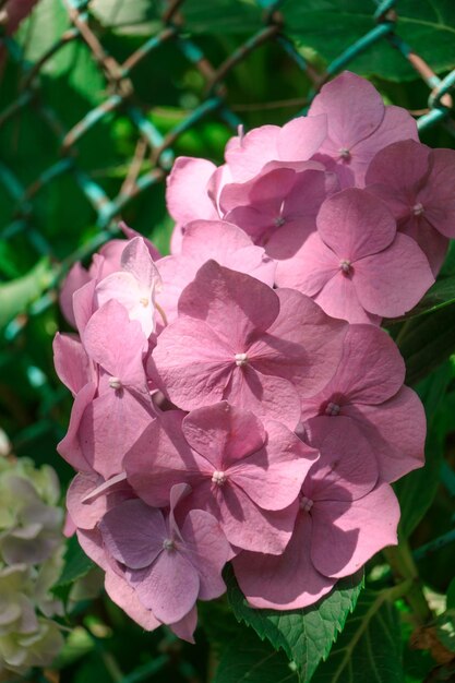 Botões de flores de hortênsia Macrophylla também conhecidos como hortênsia de folha grande ou hortênsia Close up de um arbusto