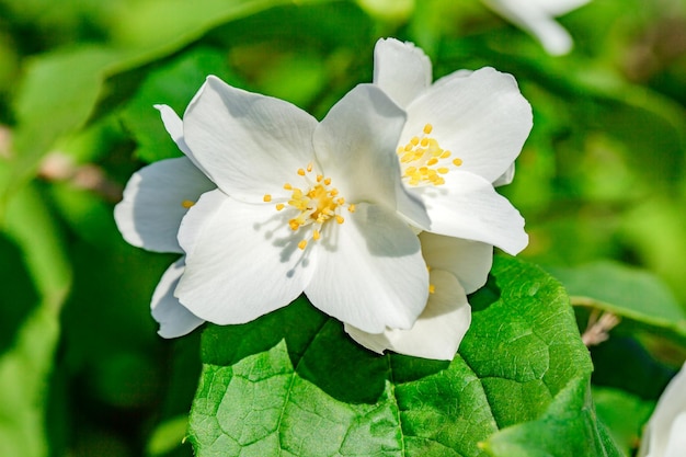 Botões de flores de jasmim com pétalas brancas closeup foco seletivo